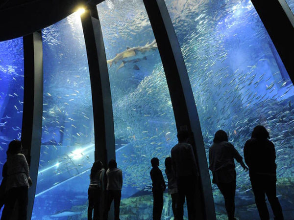 八景島シーパラダイスの様子